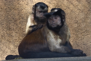 monkeys that look like man 猴人