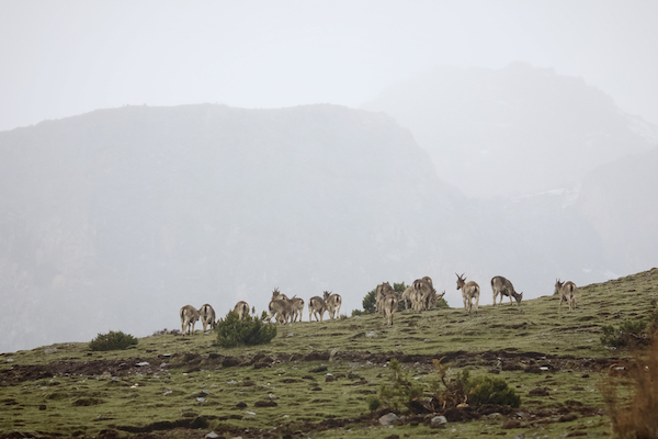 Gyagen Khyungtak Himalayan ibex 藏地野生动物鹿群