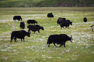 理塘草原 litang grassland