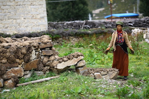 Tibetan woman drying yak waste