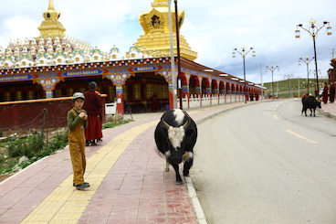 village life of Yaqing monastery