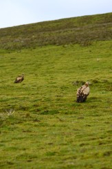 甘孜白玉县草原上的秃鹫 vultures