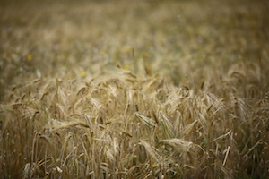 青稞田 barley fields
