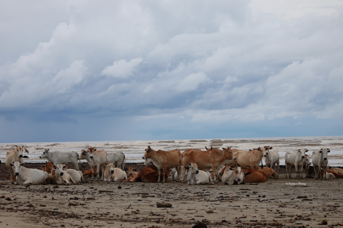Tuaran Ox by the sea Borneo