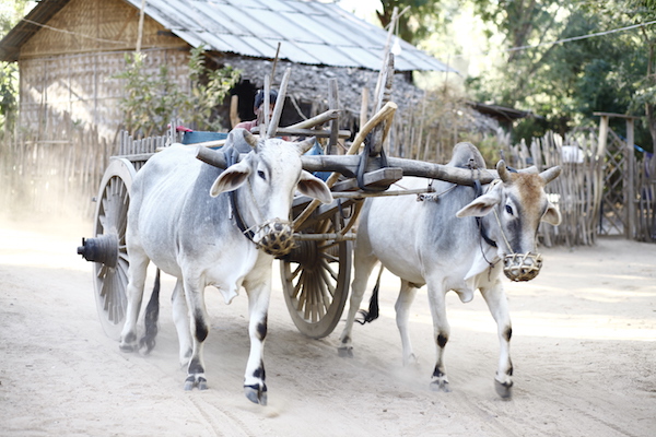 ox cart in Myanmar, back street