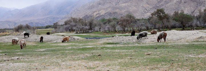 Pamir Plateau grassland
