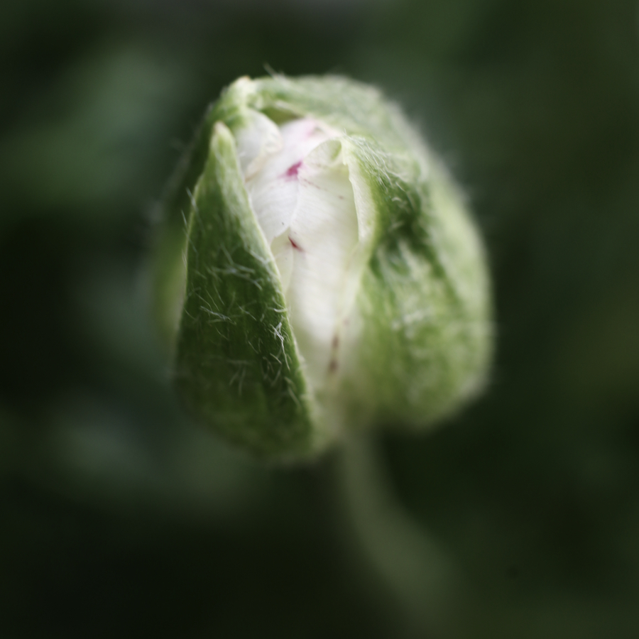 Persian Buttercup - flower bud day 1