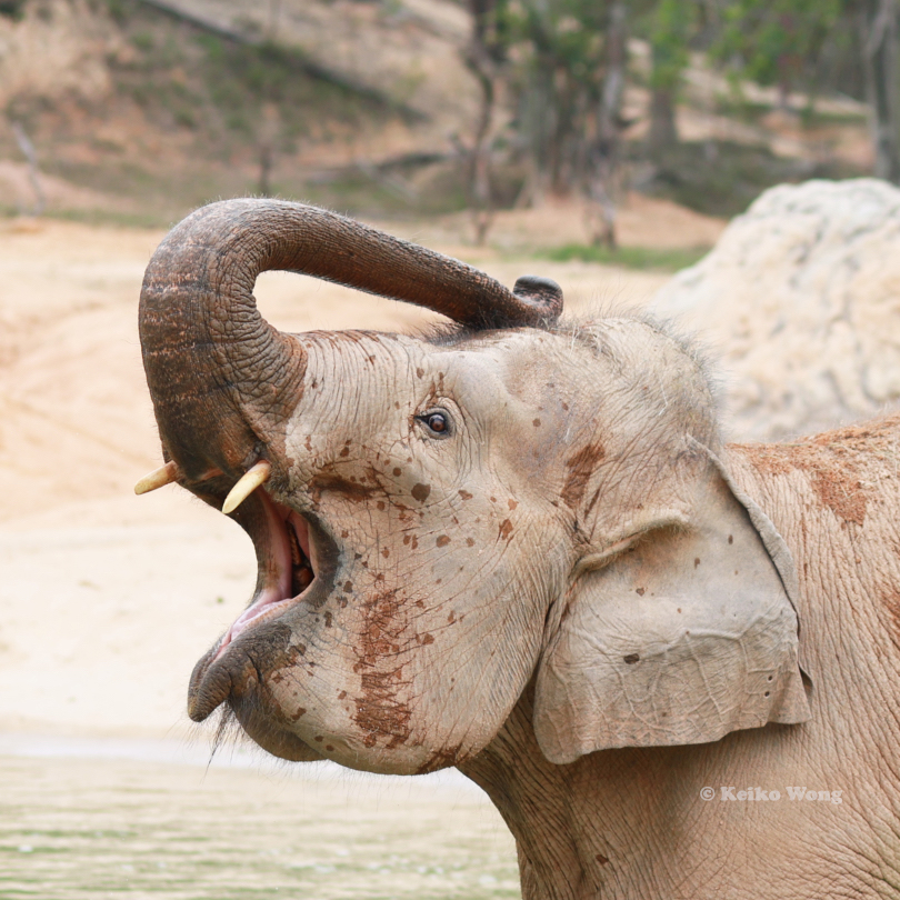 smiling elephant mouth open