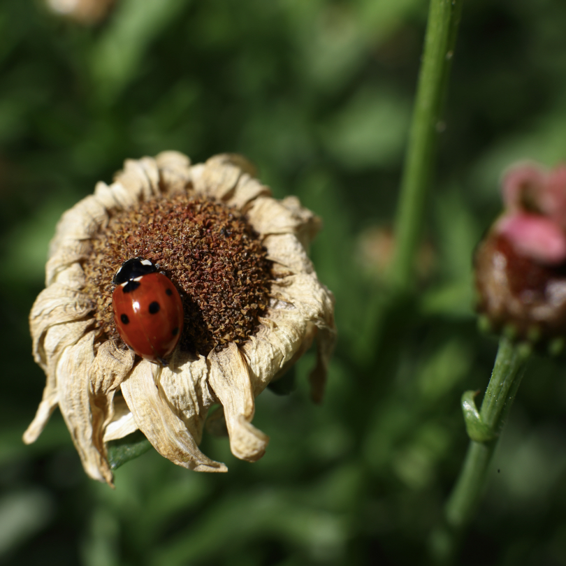 ladybug on withered flower