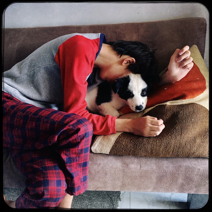 puppy in love