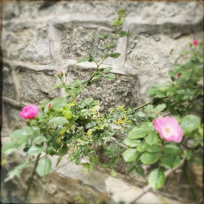 wild roses