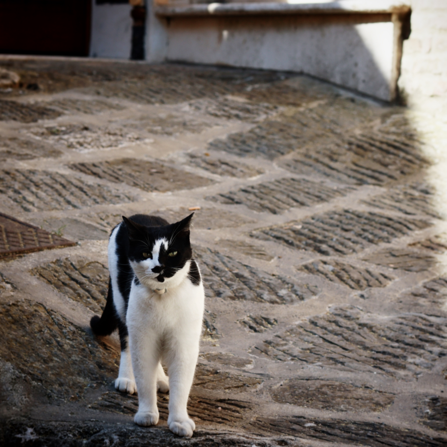 cat with Yin yang black and white face