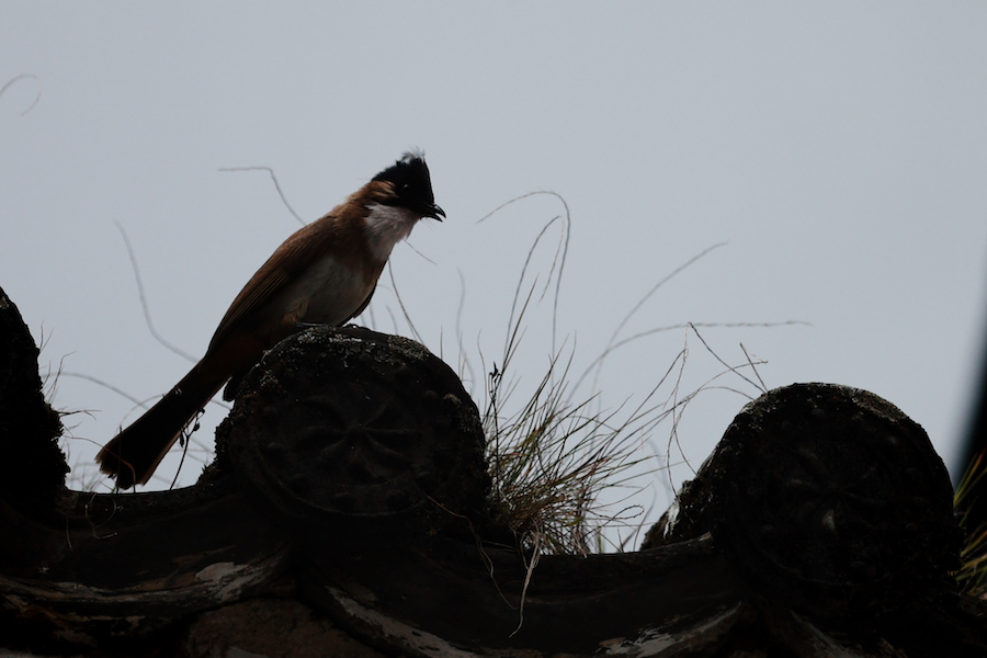 birds of Yunnan