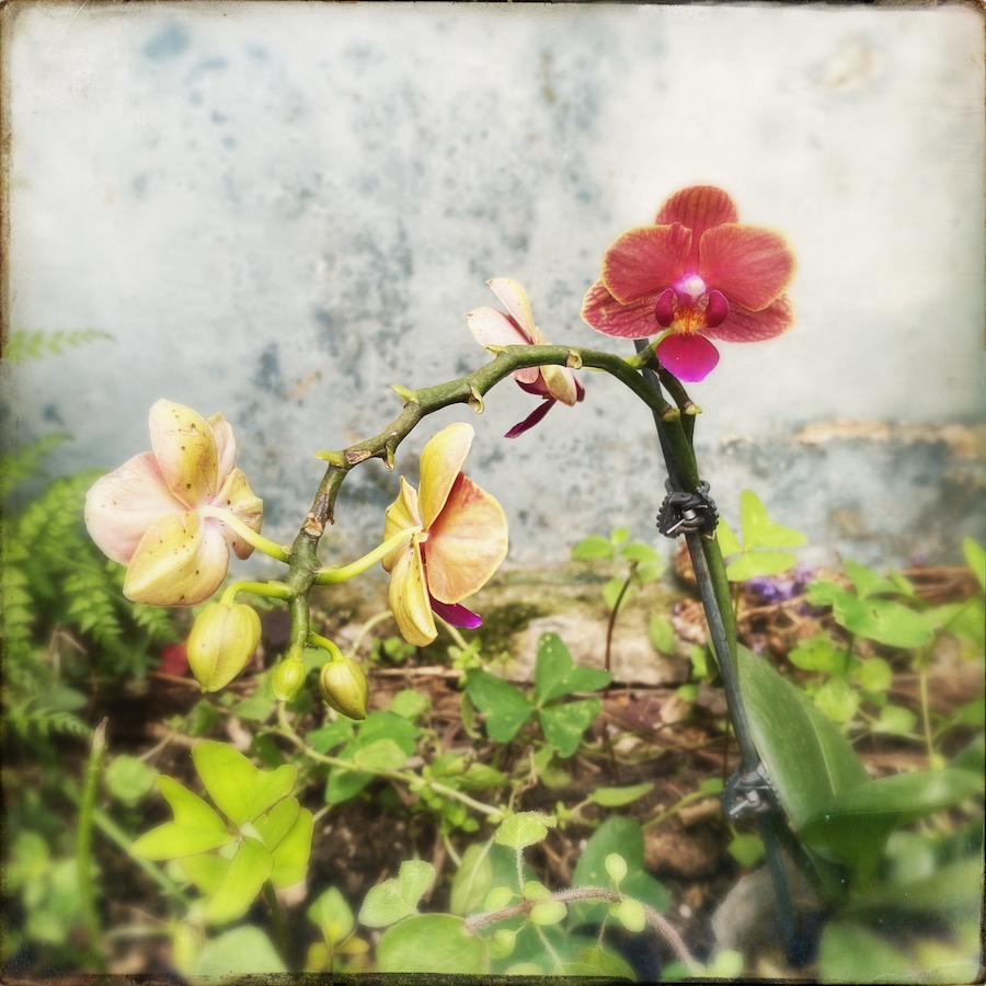 orchid