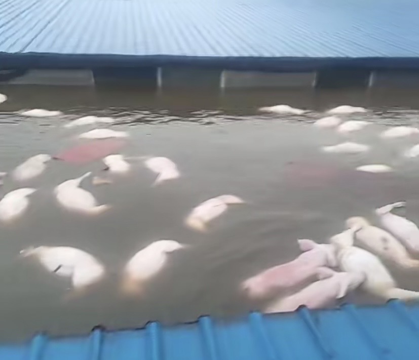 floods of 2016