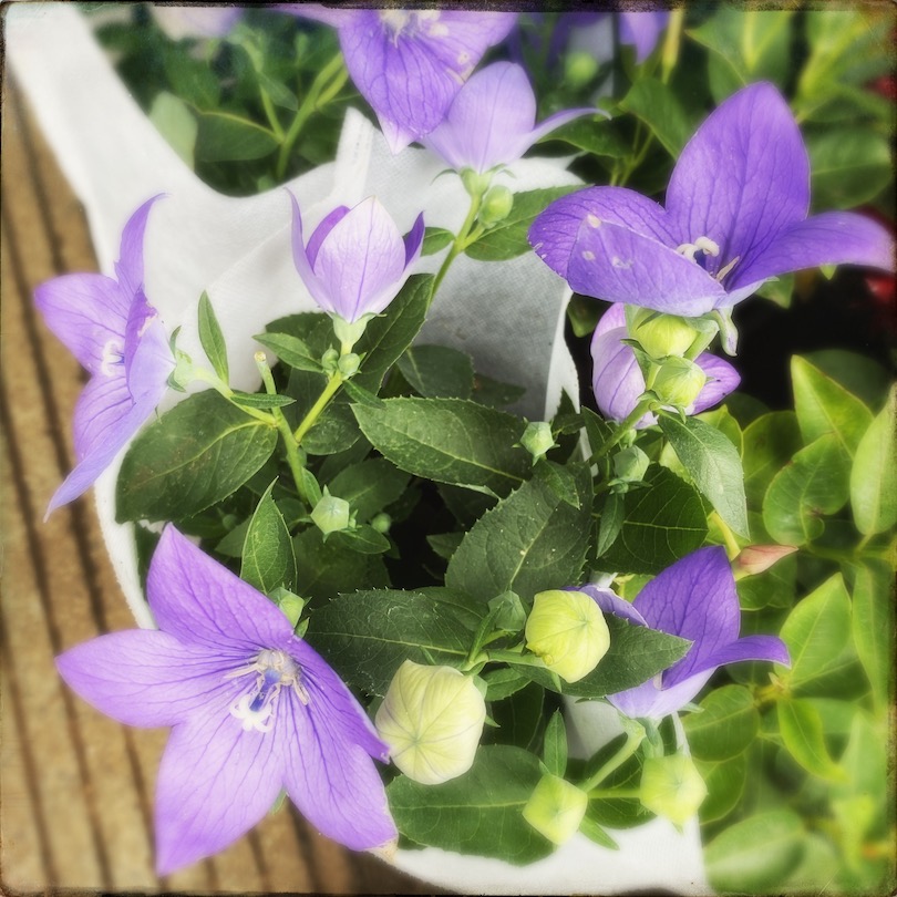 Platycodon / balloon flower