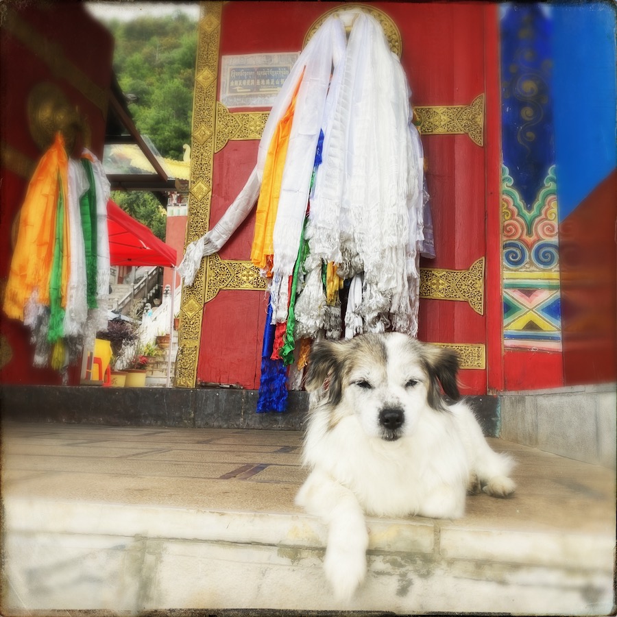 puppy by temple