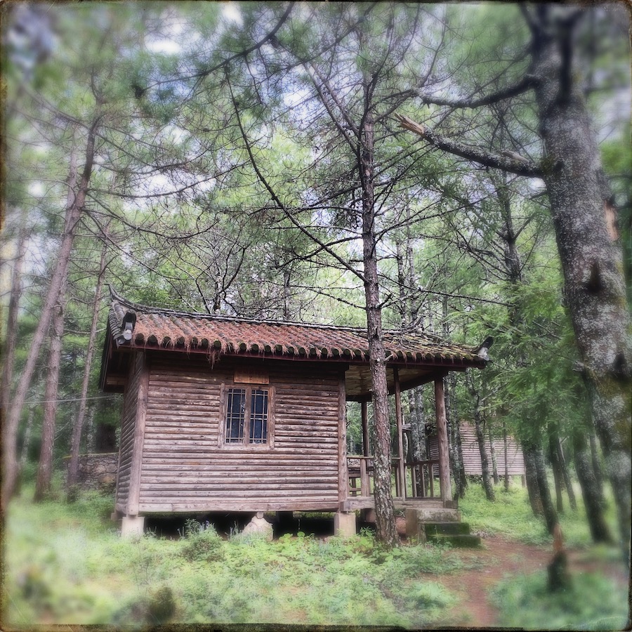 in the woods