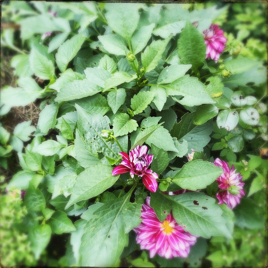 365 blog