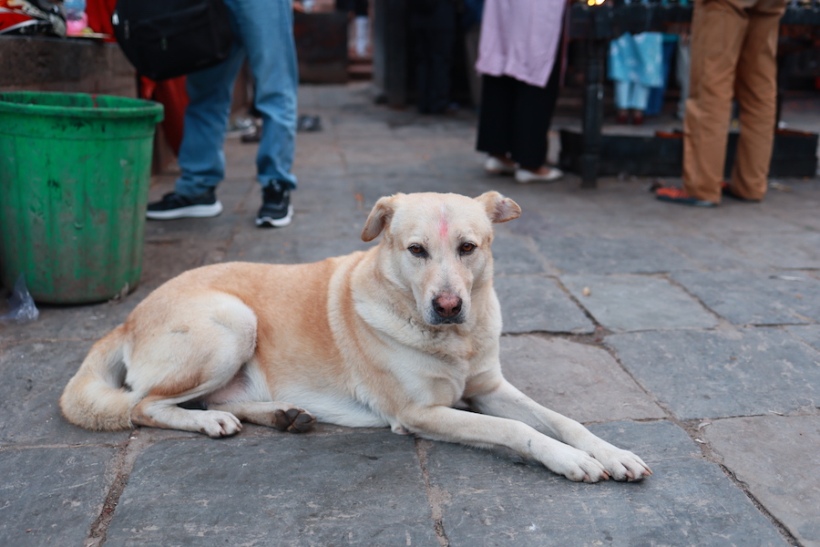 dogs of Nepal | 365blog