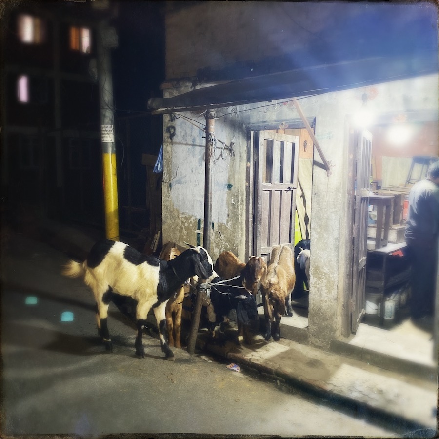 dogs of Nepal | 365blog