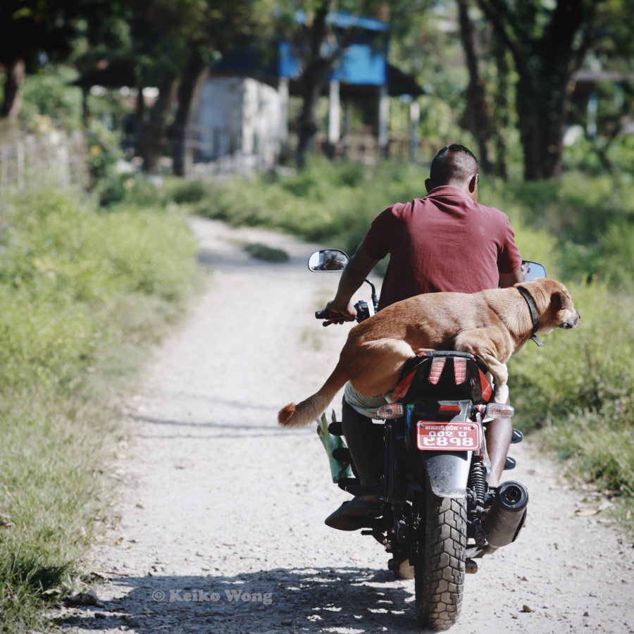 man with dog on motorcycle | 365blog