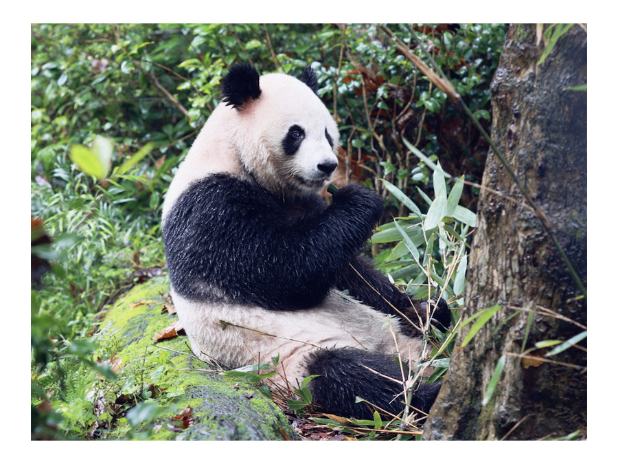 Sichuan, original birth place of pandas